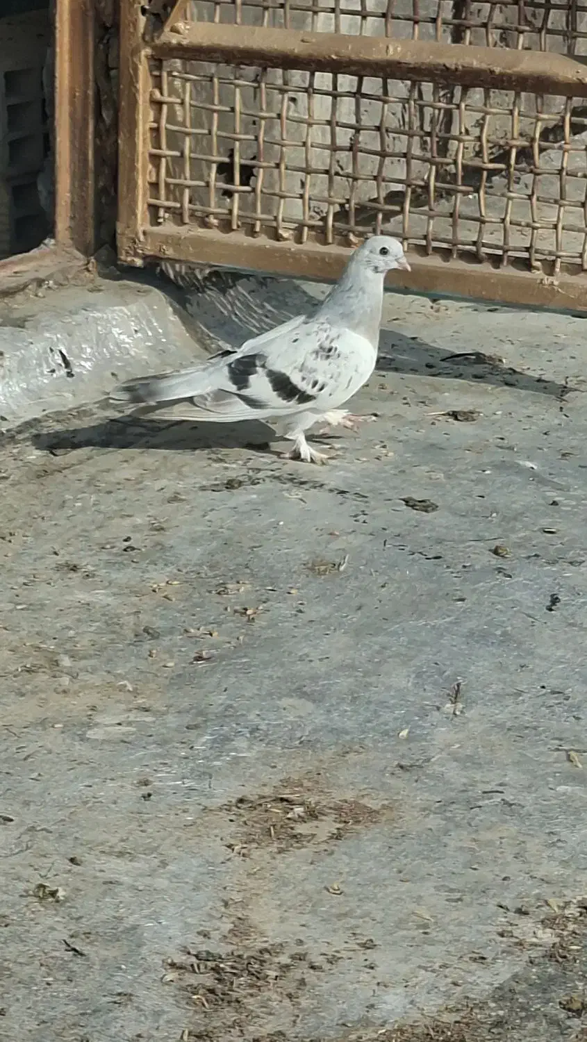 پرنده|حیوانات|بندر ماهشهر, |دیوار