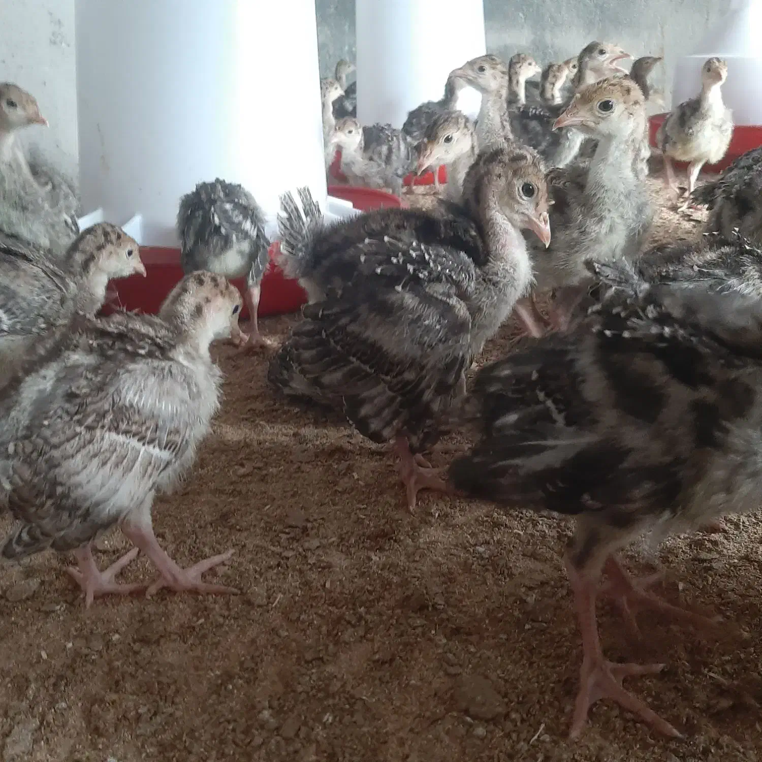 جوجه بوقلمون محلی|حیوانات مزرعه|سرپل ذهاب, |دیوار