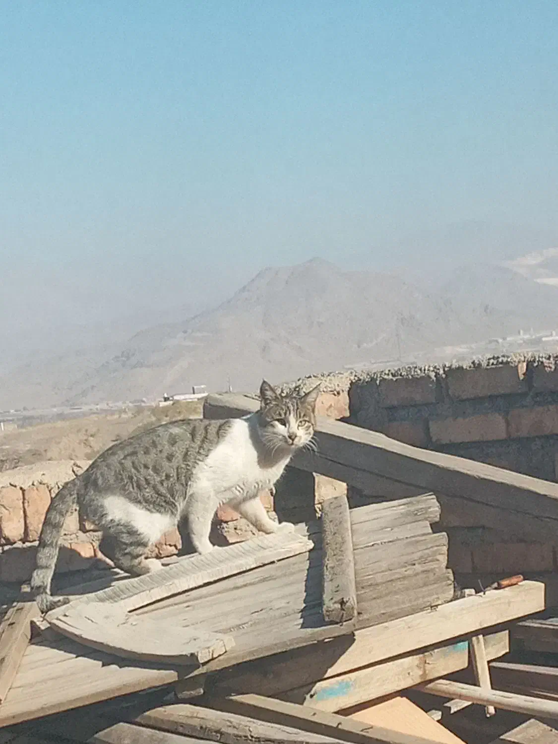 گربه آواکاتسا|گربه|مرند, |دیوار