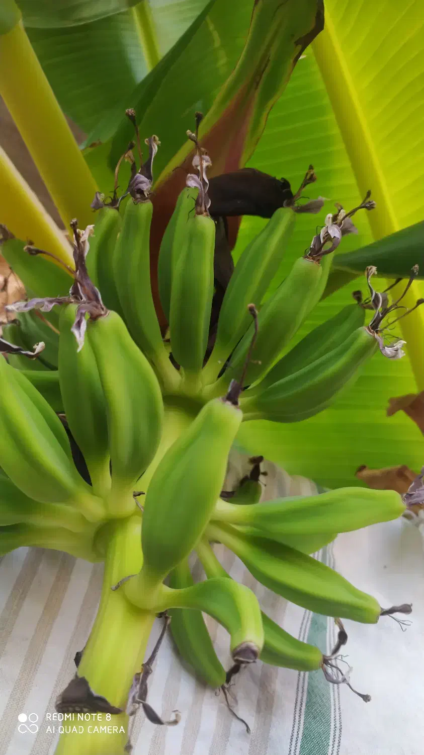 نهال موز فروشی|گل و گیاه طبیعی|اردکان, |دیوار