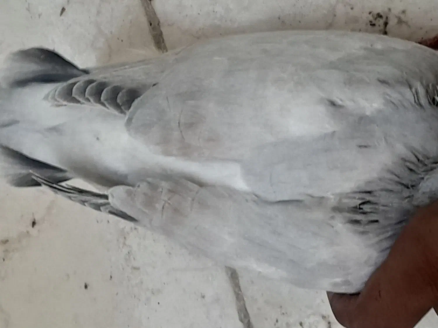 شامی|پرنده|خورموج, |دیوار