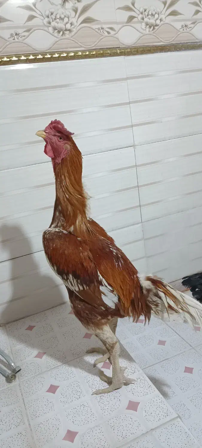 خروس و مرغ لاری|حیوانات مزرعه|گیلان غرب, |دیوار