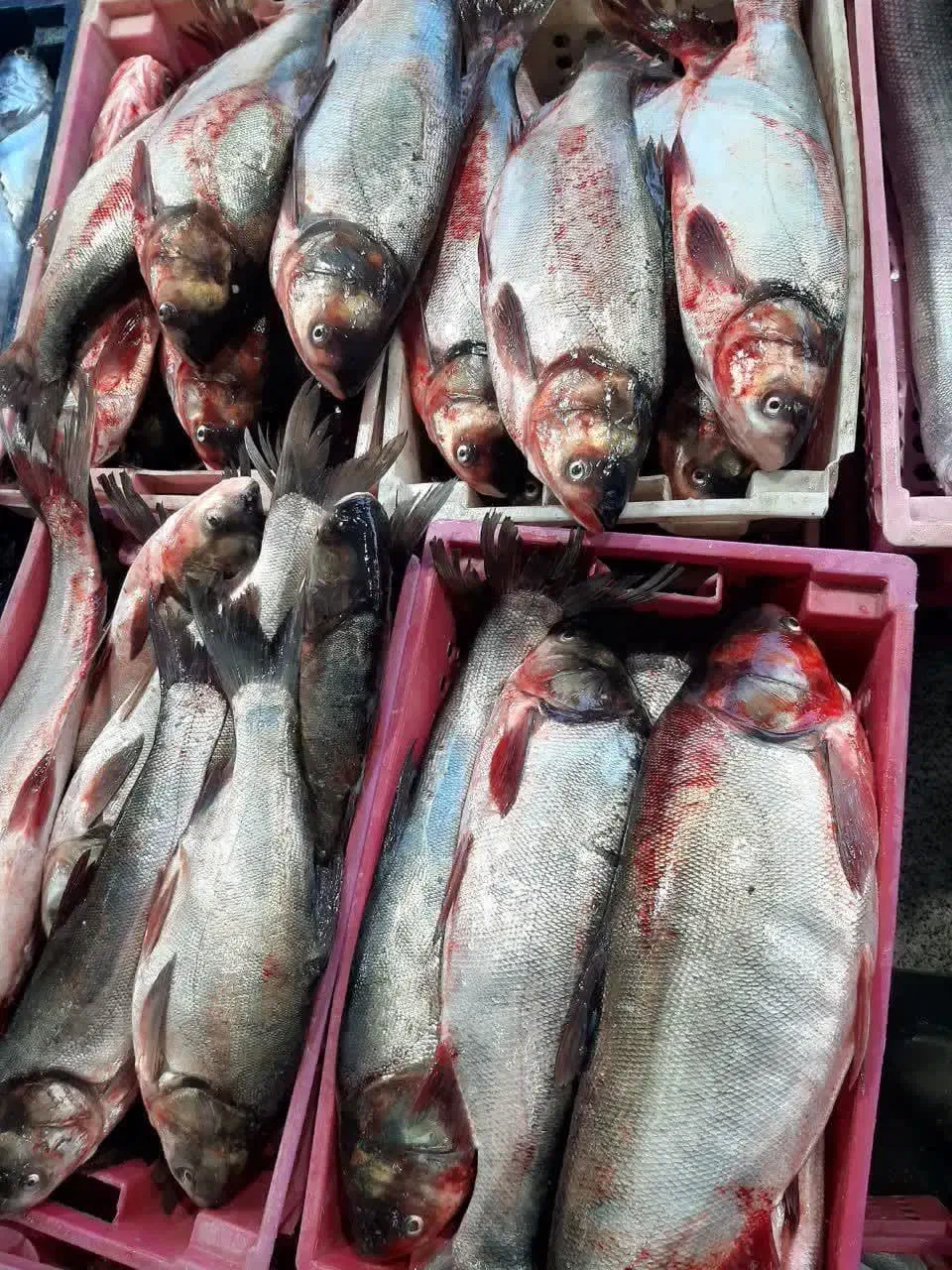 ماهی تازه جنوب|خوردنی و آشامیدنی|فولادشهر, B7|دیوار