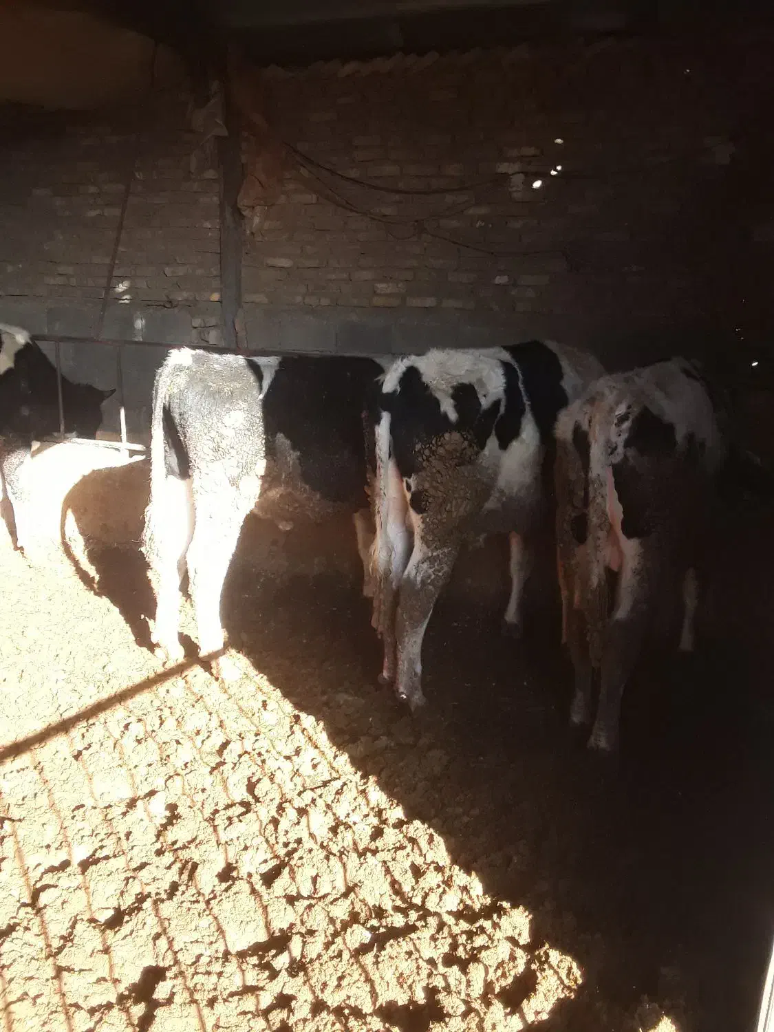 ۱۲ راس گوساله هلشتاین درجه یک|حیوانات مزرعه|شازند, |دیوار