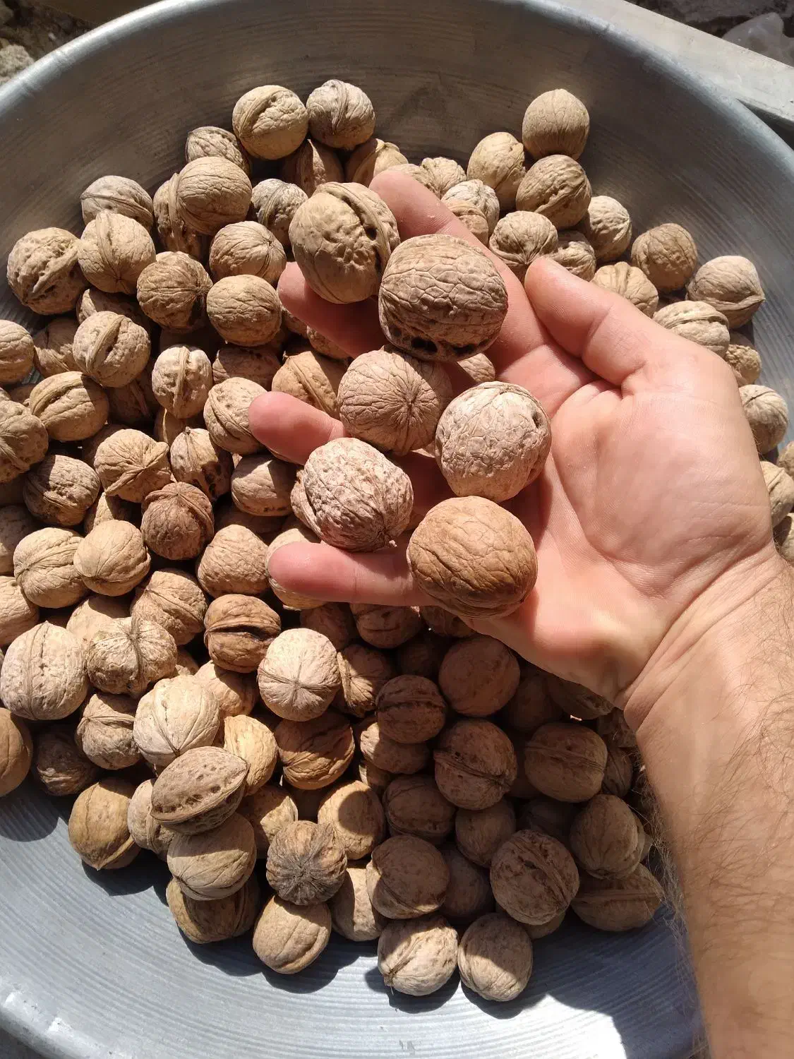 فروش گردو کردستان|حراج|بندر ماهشهر, |دیوار