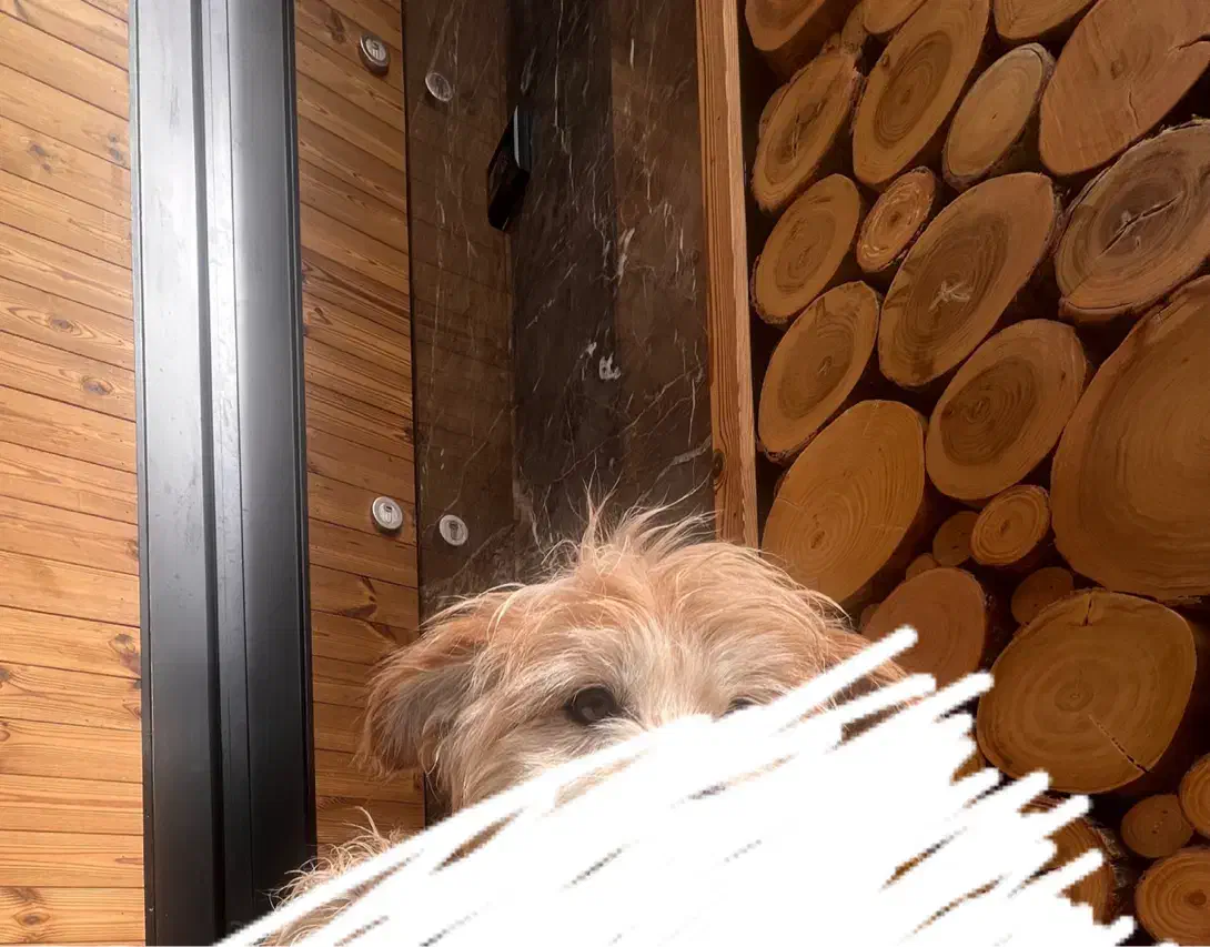 پیدا شده  یک عدد سگ نر|حیوانات|اصفهان, اطشاران|دیوار