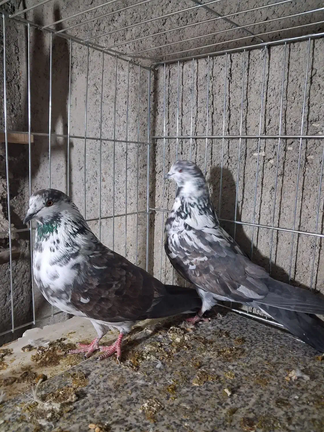 کبوتر سوسکی|پرنده|مبارکه, |دیوار