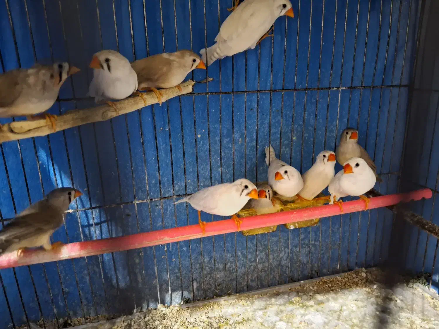 فنچ زبرا بالغ|پرنده|قائمشهر, |دیوار