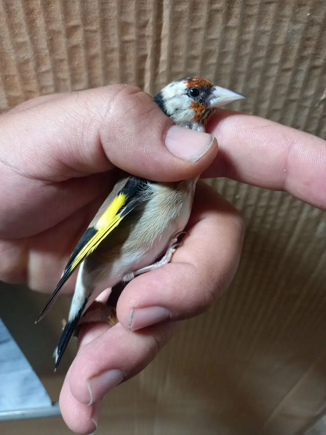 فروش چنتا سهره دورگ صاف گرده|پرنده|کازرون, |دیوار