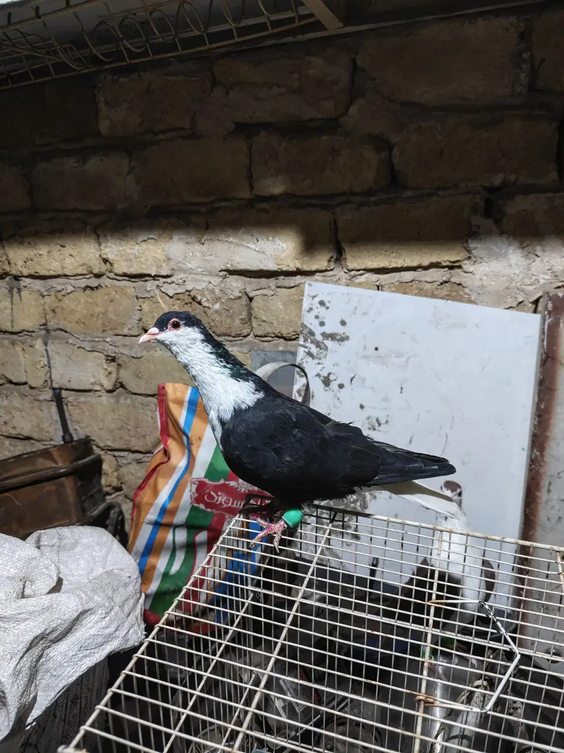 کرباتی دم سفید|پرنده|مشهد, هفده شهریور|دیوار