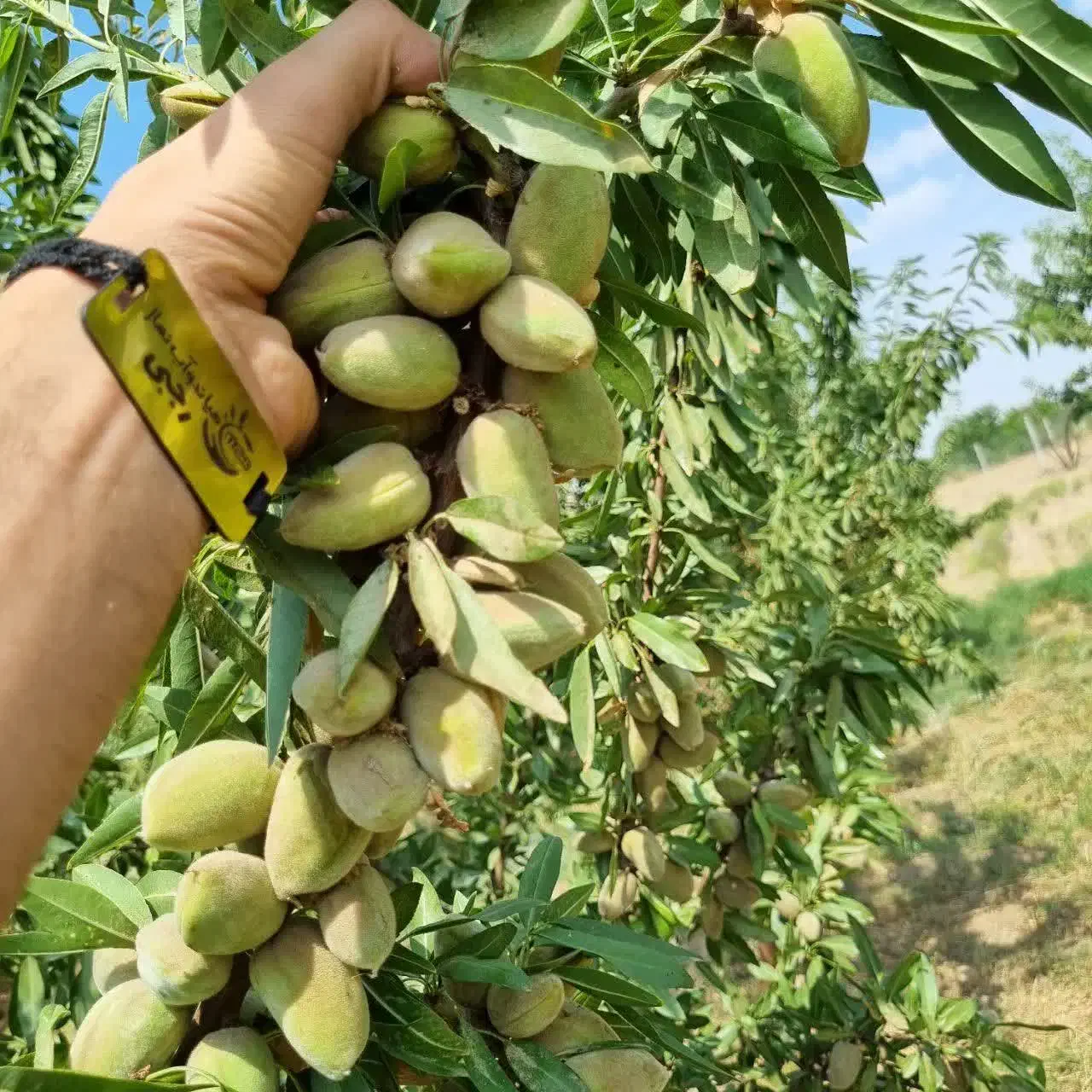 فروش نهال شناسه دار بادام تونو فقط(۴۵هزار)|خدمات باغبانی و درختکاری|دلیجان, |دیوار