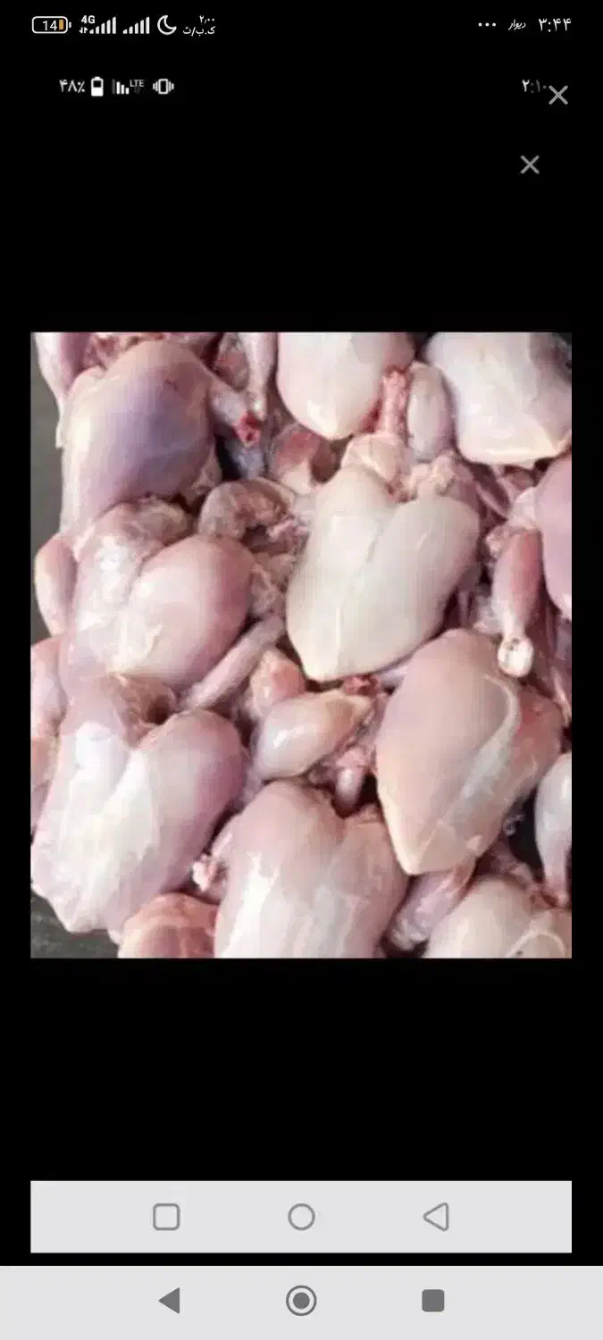 مرغ تلفاتی|لوازم جانبی حیوانات|رشت, شهرک آیت الله منتظری|دیوار