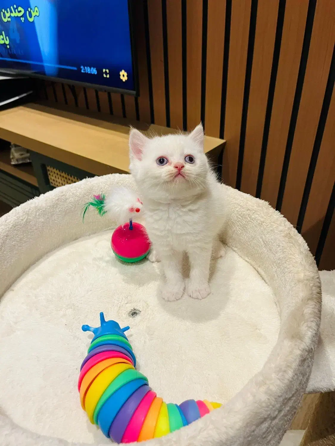 بریتیش رد پوینت ماده|گربه|چالوس, |دیوار