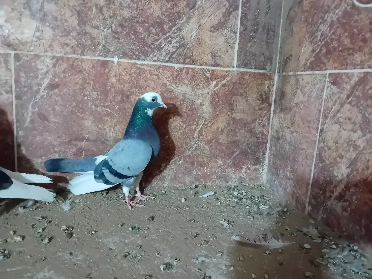 ۷ عدد شازده سبز وسیاه|پرنده|اردکان, |دیوار