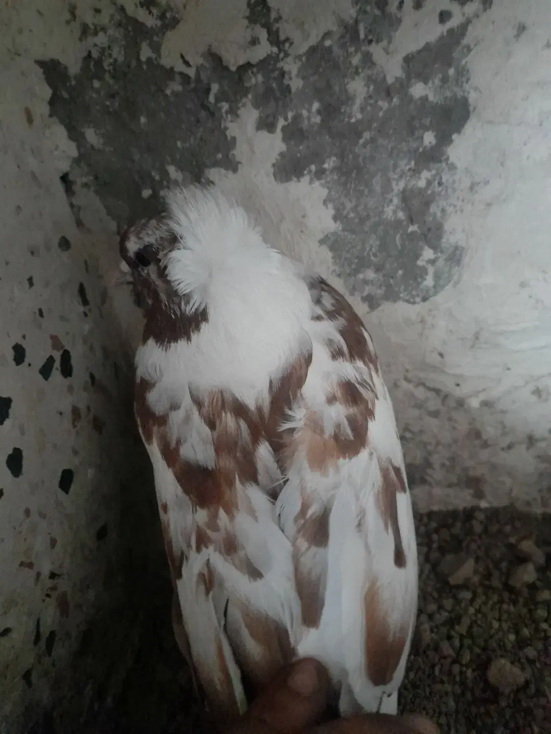 چیتی وقرمز|پرنده|اردبیل, |دیوار