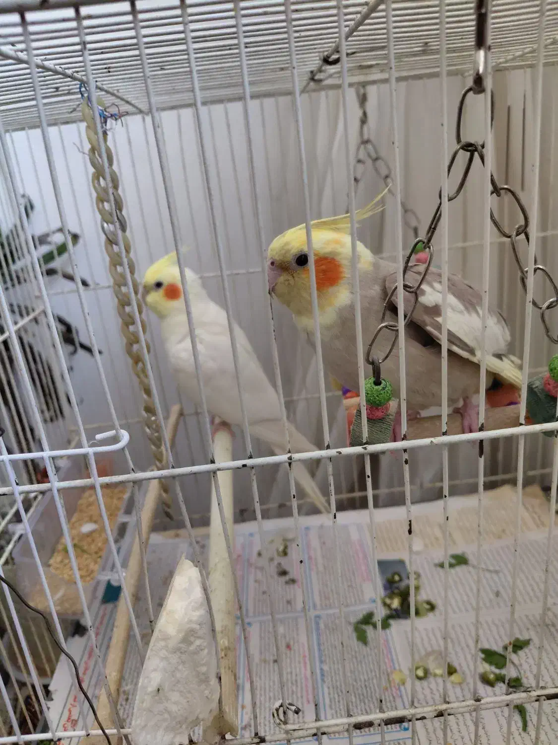 سلام جفت عروس هلندی با ضمانت نطفه|پرنده|شاندیز, |دیوار