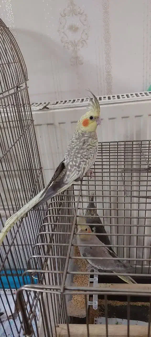 عروس هلندی|پرنده|قم, انسجام|دیوار