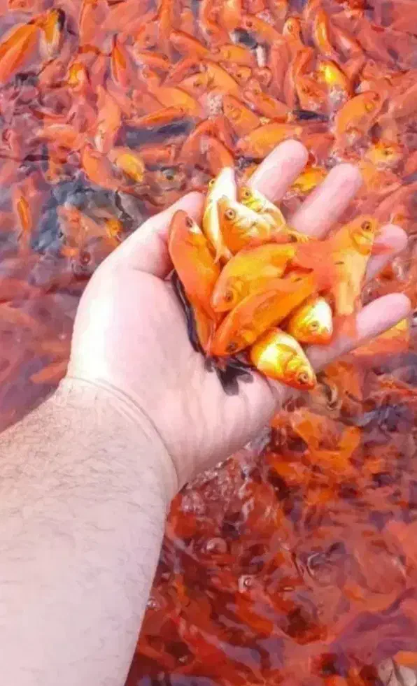 ماهی عید|ماهی|بم, |دیوار