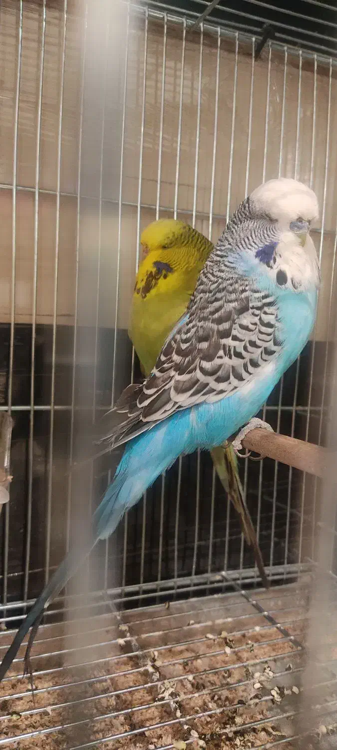 مرغ عشق انگلیسی|پرنده|تهران, سهروردی|دیوار