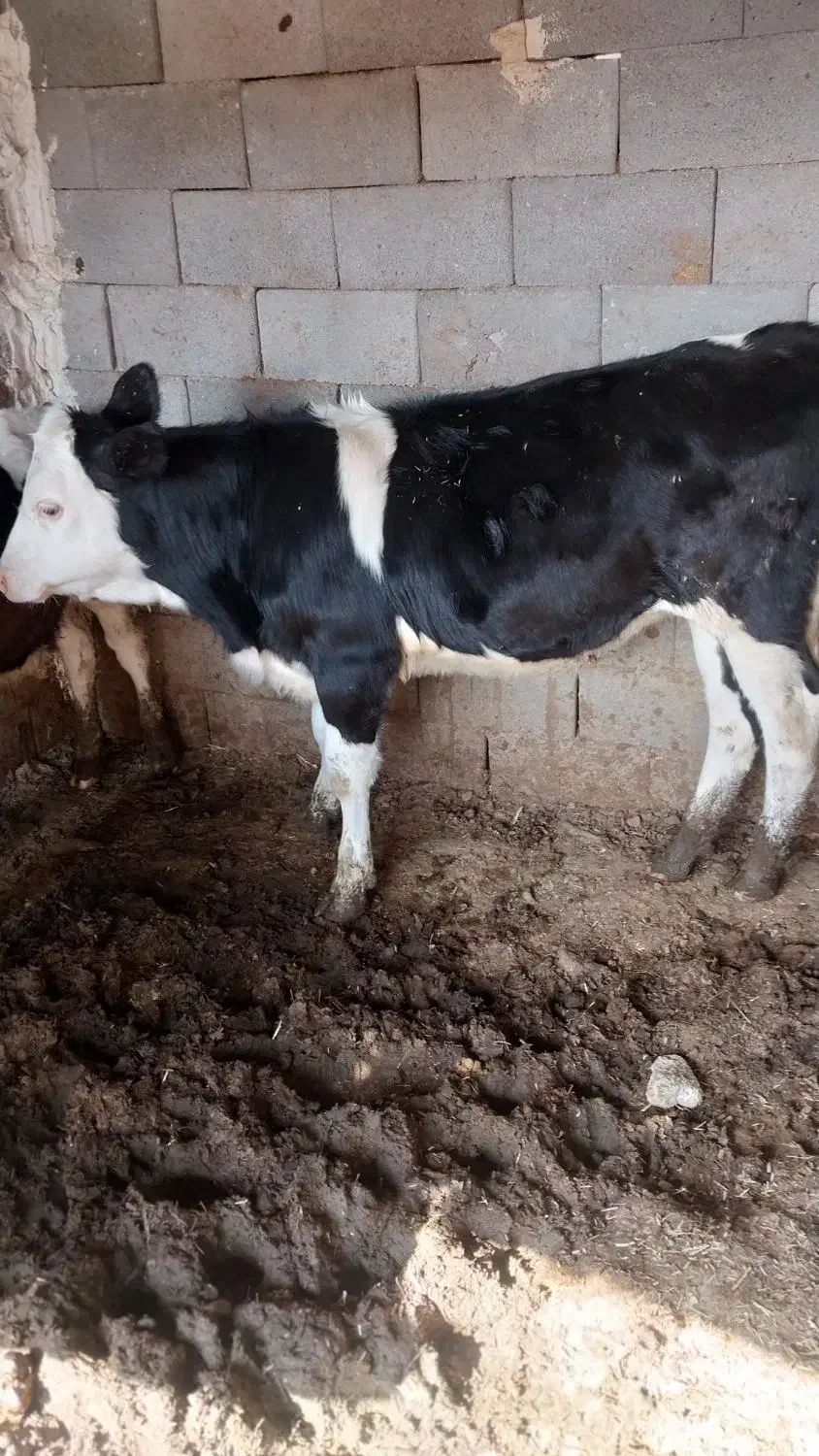 گاو گوساله ماده مونت بلیارد تلیسه|حیوانات مزرعه|مرودشت, کناره|دیوار