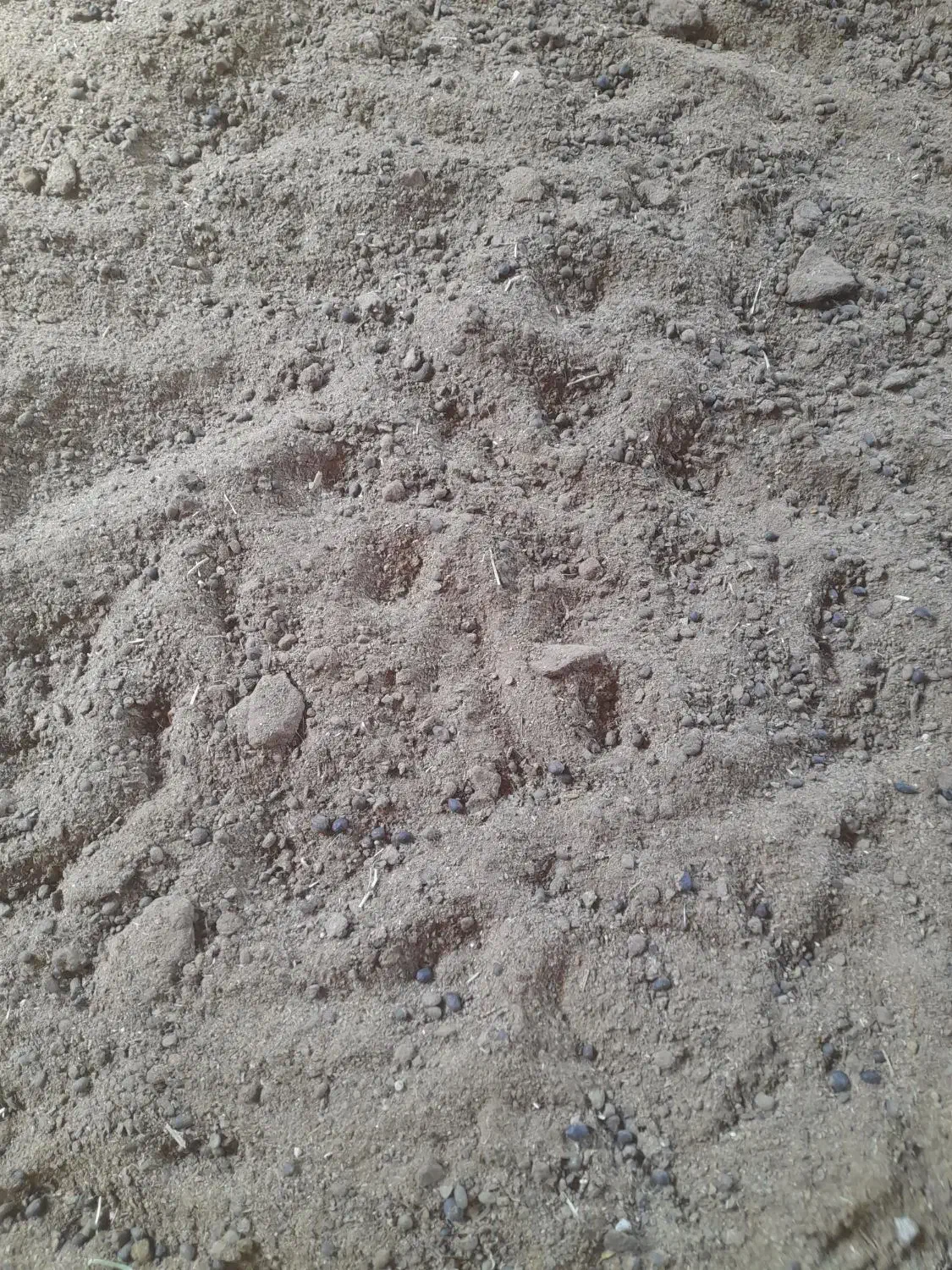 کود حیوانی در فیروزآباد|گل و گیاه طبیعی|فیروزآباد (فارس), |دیوار