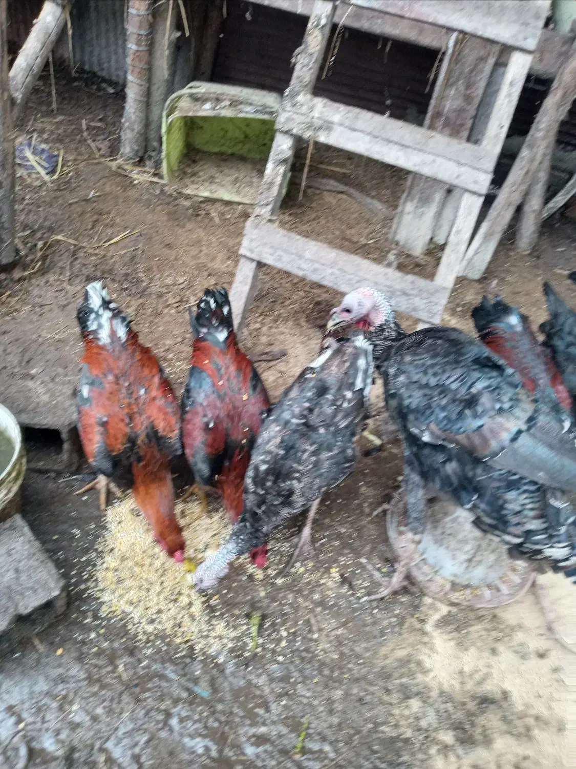 خروس محلی و بوقلمون|حیوانات مزرعه|رودبنه, |دیوار