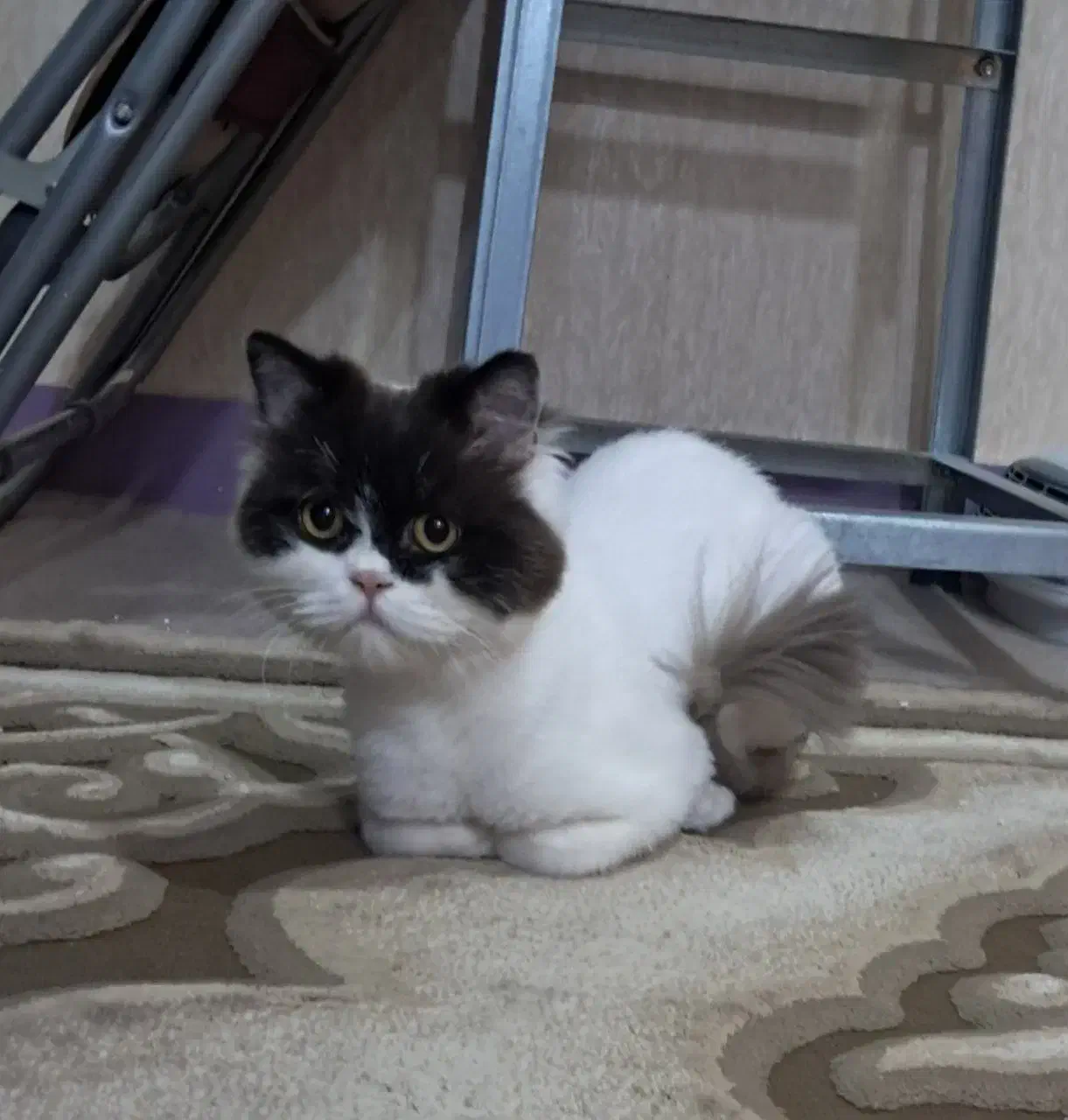 گربه اروم|گربه|اهواز, کوروش|دیوار