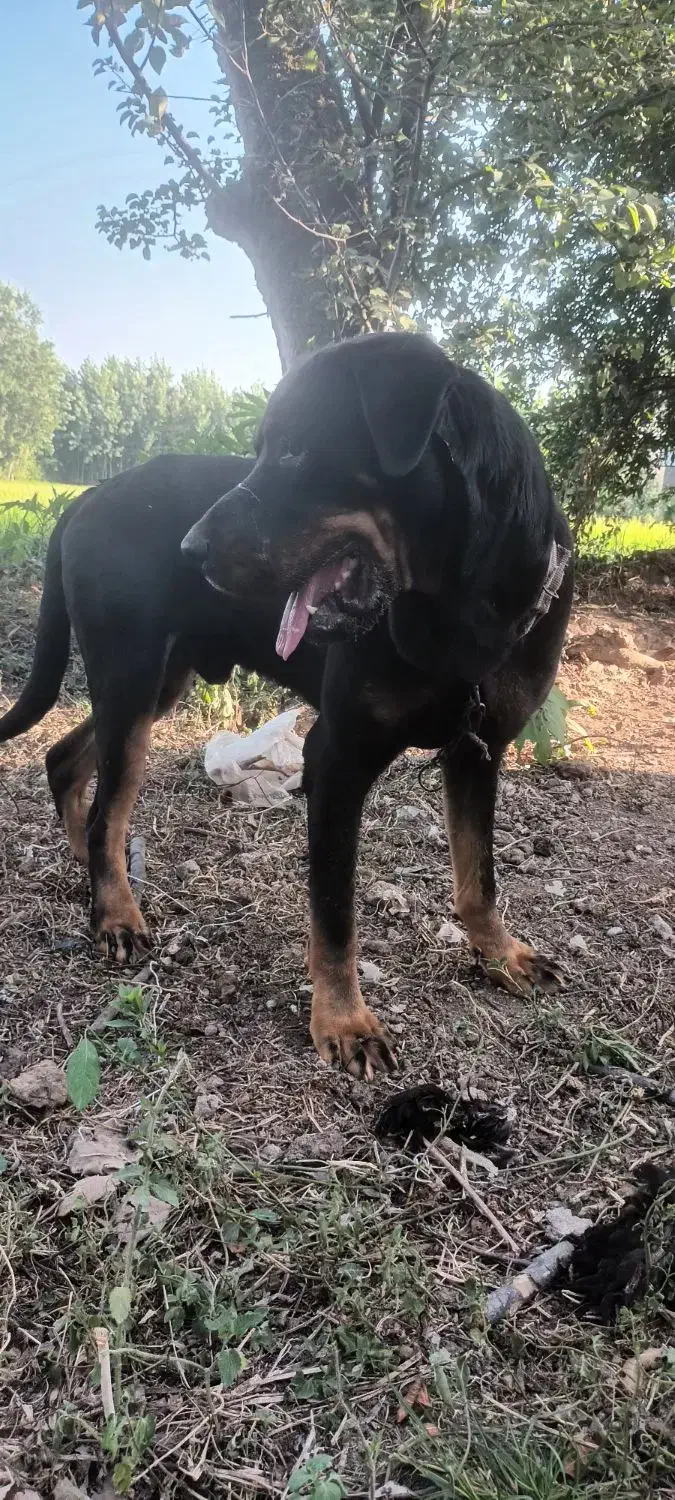 سگ رتوایلر نر یک سال و نیم|سگ|سنگر, |دیوار