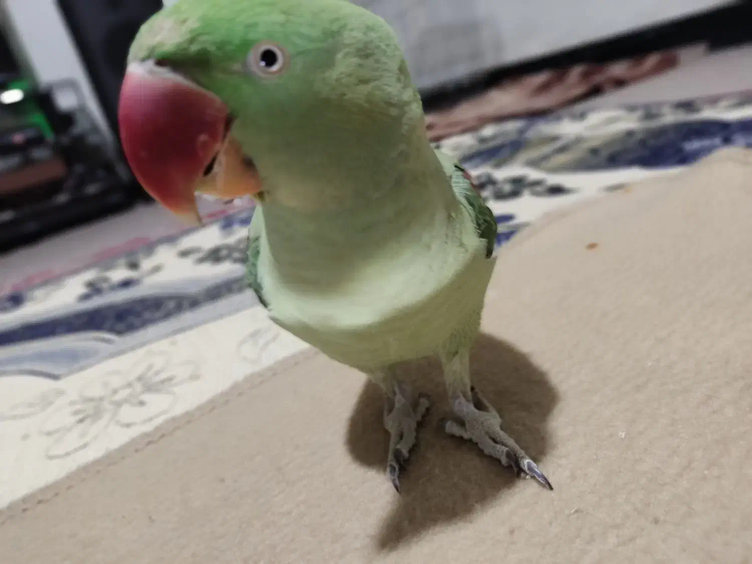 شاه طوطی|پرنده|شیراز, بید زرد|دیوار