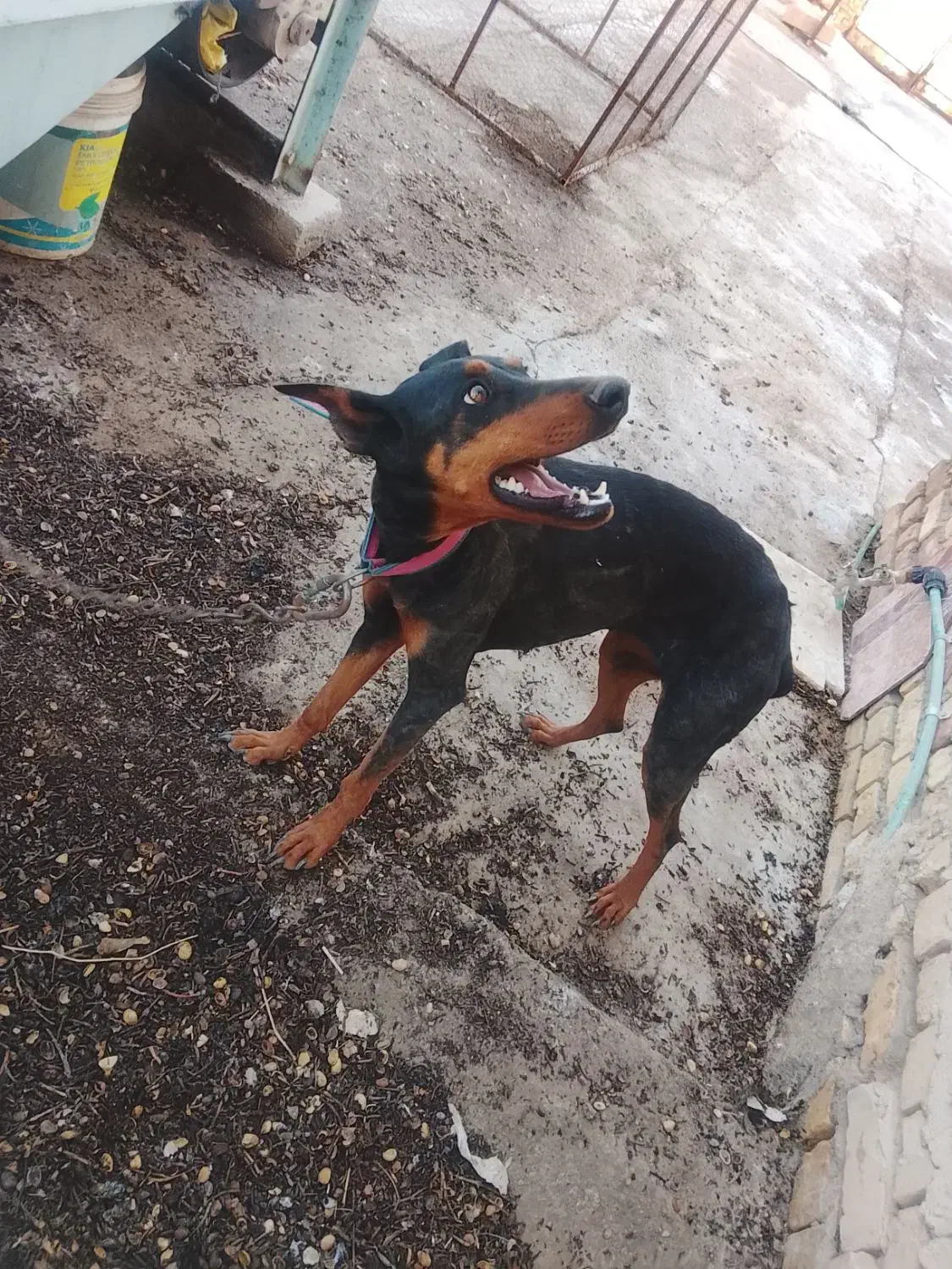 سگ دوبرمن|سگ|کشکوئیه, |دیوار