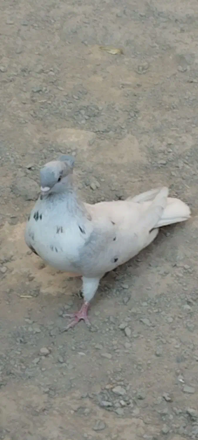 سرور کاکلی نر عطیقه|پرنده|کمیجان, |دیوار