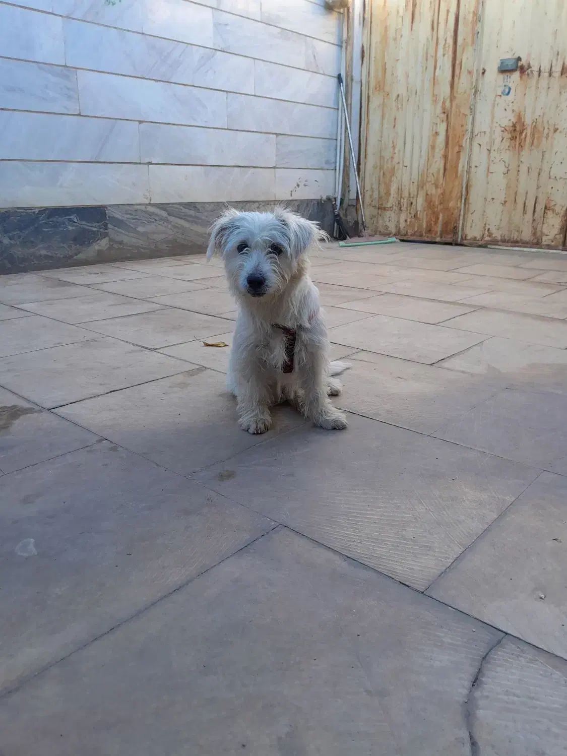 سگ شیتزو|سگ|خرم‌آباد, |دیوار