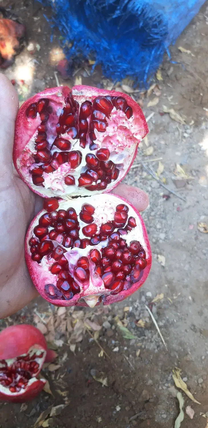 انار رباب دانه مشکی|خوردنی و آشامیدنی|خرامه, |دیوار