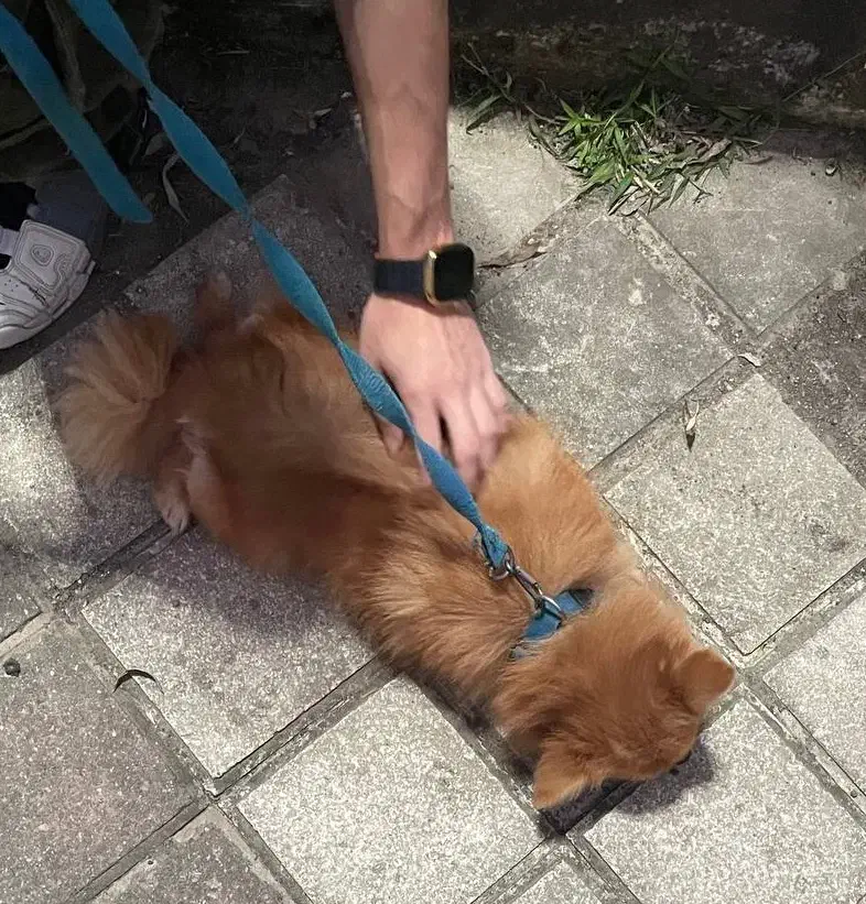 سگ پامرین پشمالو|سگ|تالش, هشتپر|دیوار