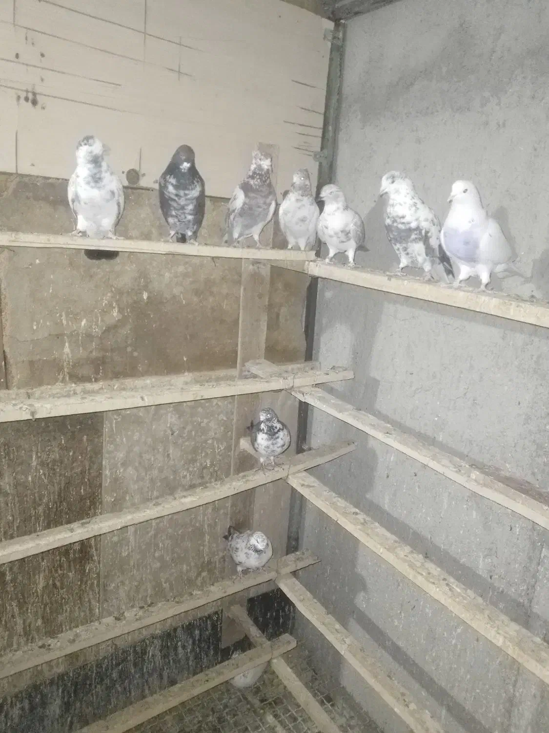 ۱۰ عدد کبوتر پرشی و خیلی خوب ۱۵۰۰|پرنده|شهریار, شهرک نماز (دینار آباد)|دیوار
