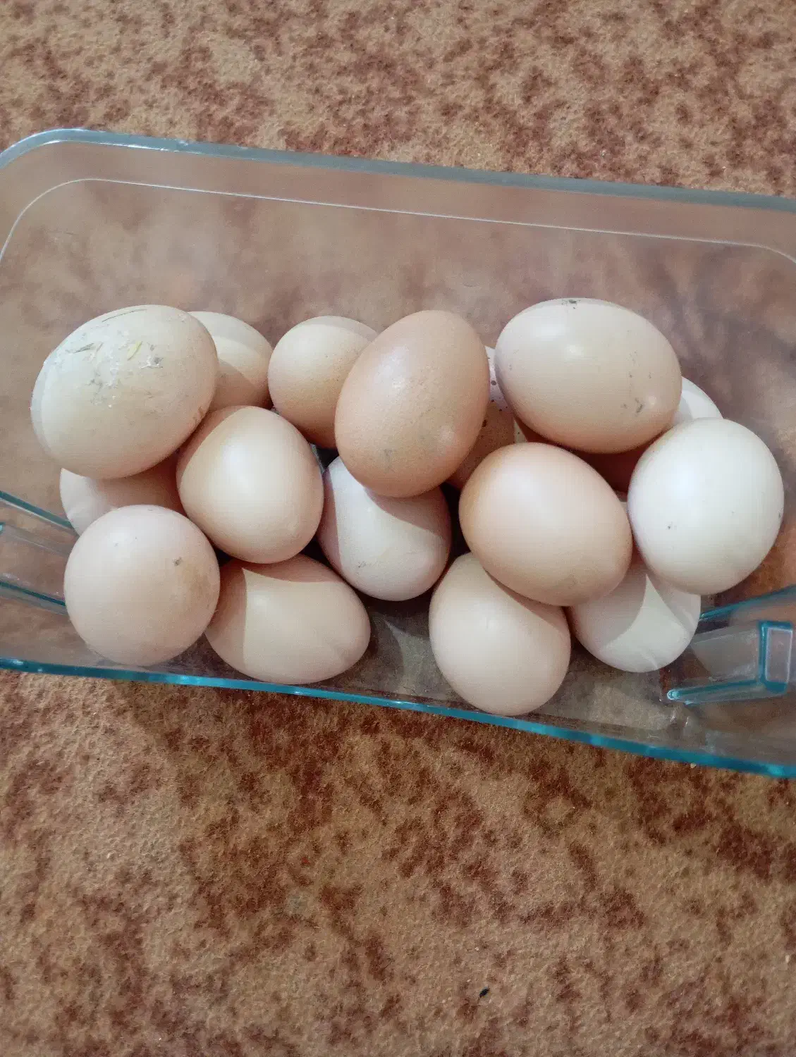 تخم مرغ محلی کاملاً ارگانیک|خوردنی و آشامیدنی|گرگان, |دیوار