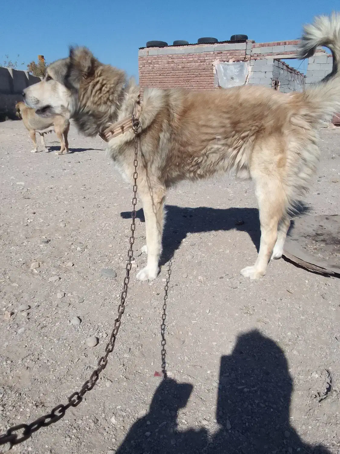 واگزاری سگ سرابی|سگ|آذرشهر, |دیوار