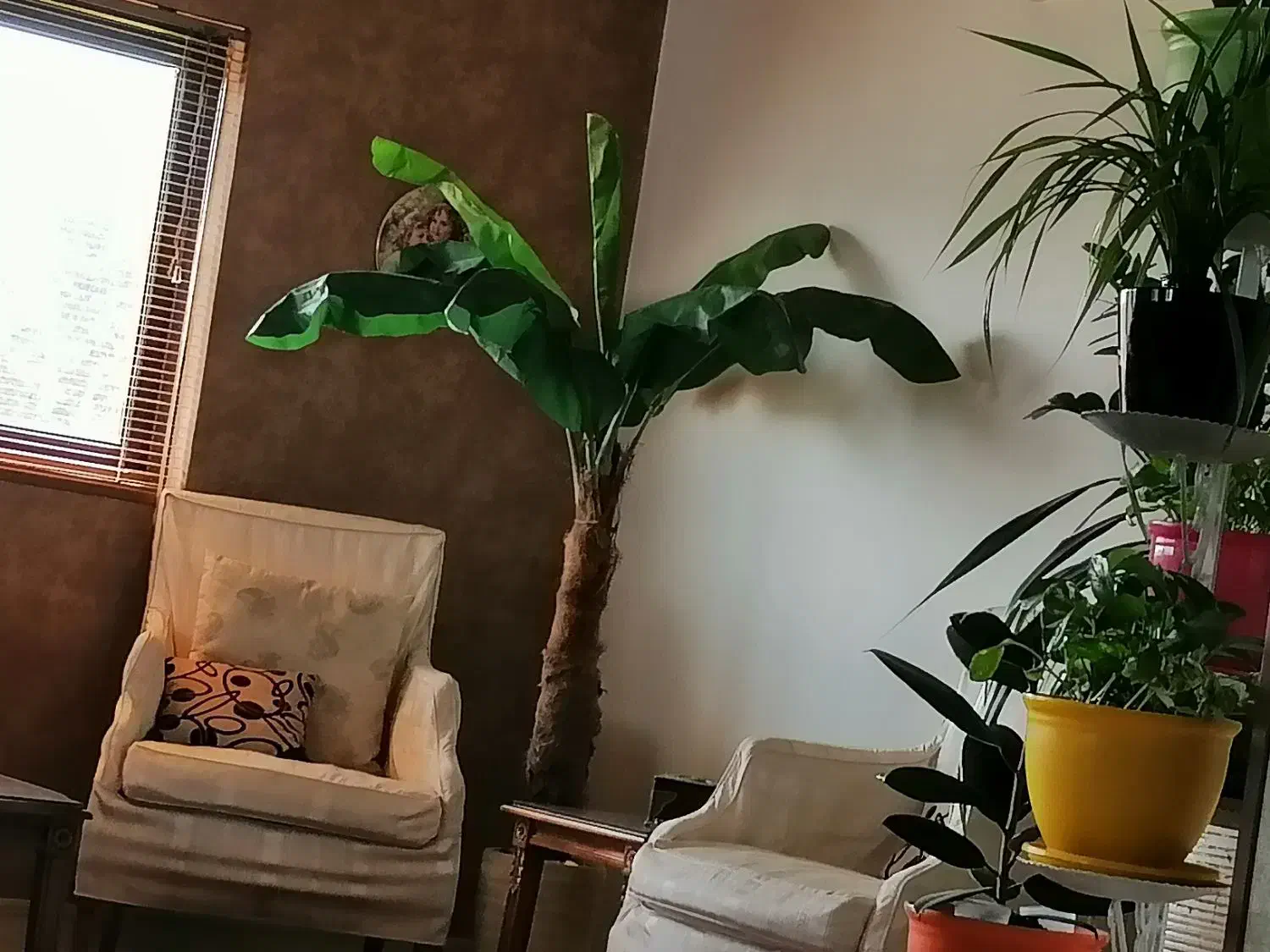 درخت موز خارجی|گل مصنوعی|تهران, سید خندان (جلفا)|دیوار