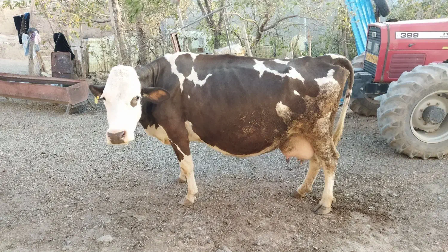 گاو سیمینتال اصل|حیوانات مزرعه|بیجار, |دیوار