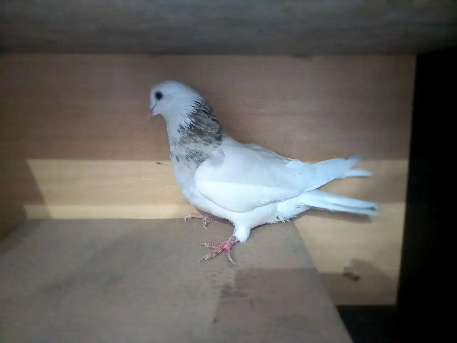 طوق سور|پرنده|بم, |دیوار