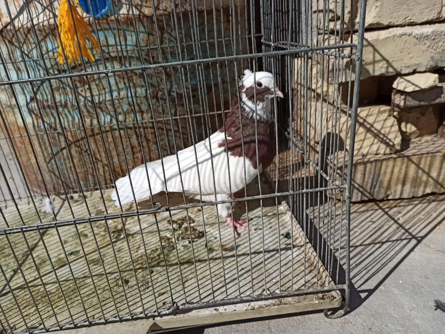 طوق سرخ|پرنده|طسوج, |دیوار