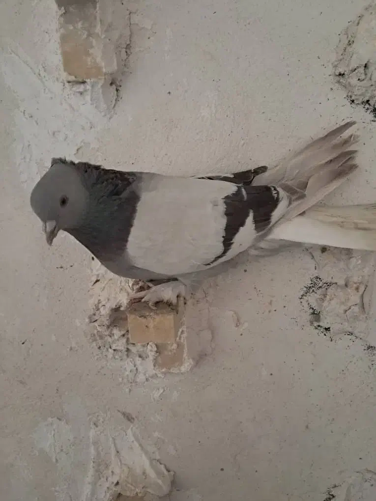 کبوتر|پرنده|فسا, |دیوار