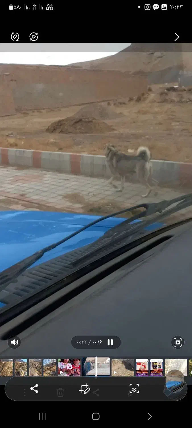 سلام سگ کانگال|سگ|صوفیان, |دیوار