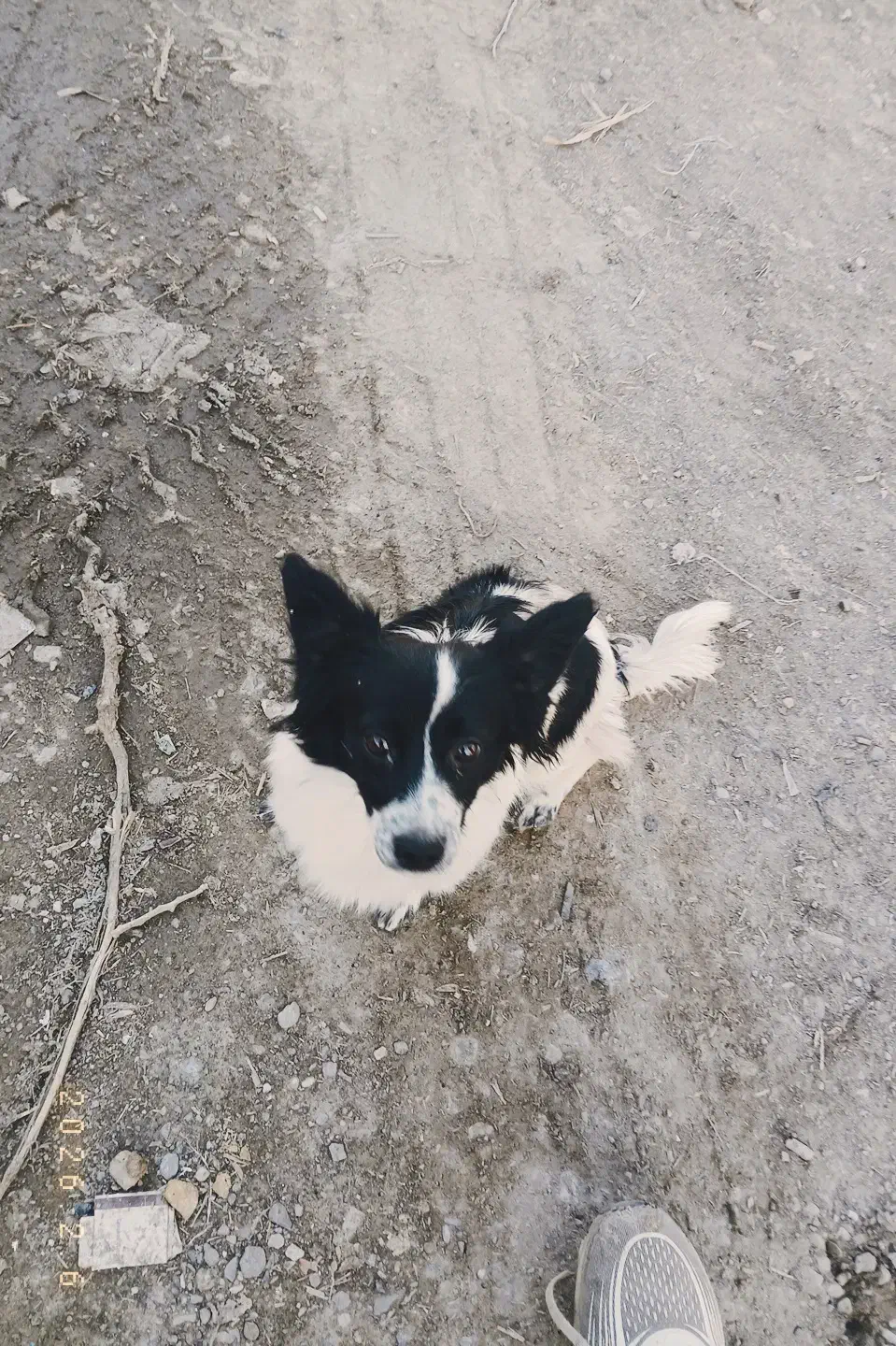 سگ پا کوتاه ماده|سگ|مشهد, همت آباد|دیوار