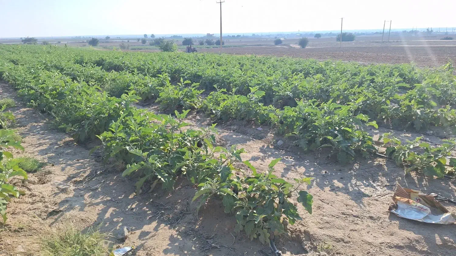 بادنجان|خوردنی و آشامیدنی|بوشهر, |دیوار