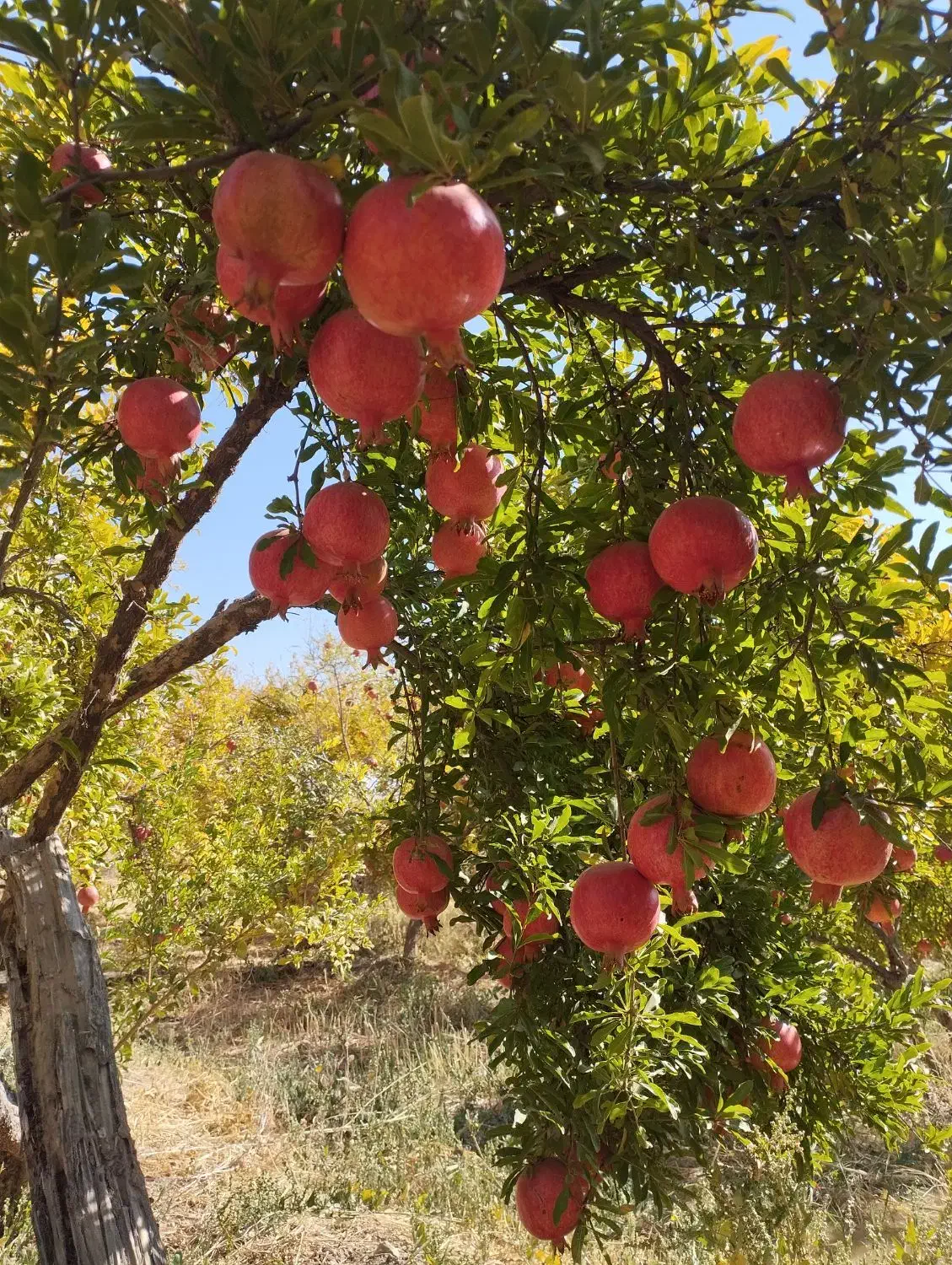 انار درجه ۱ کوهنانی|گل و گیاه طبیعی|کوهنانی, |دیوار