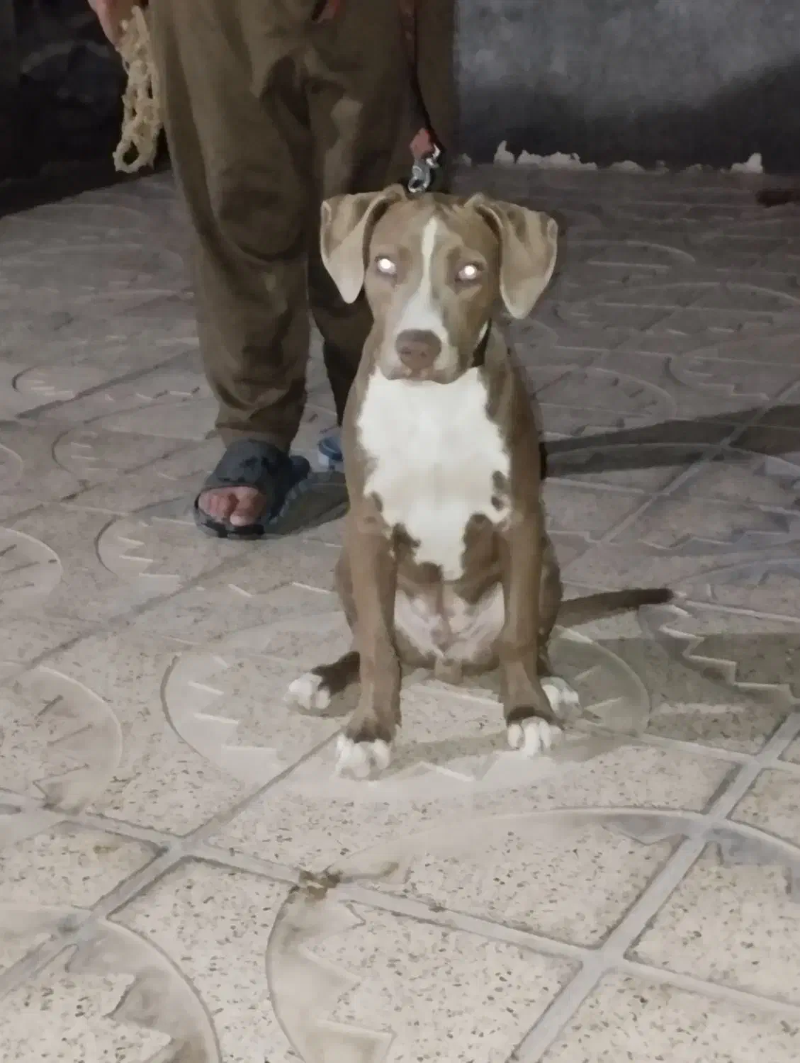 سگ پیتبول نر|سگ|قزوین, |دیوار