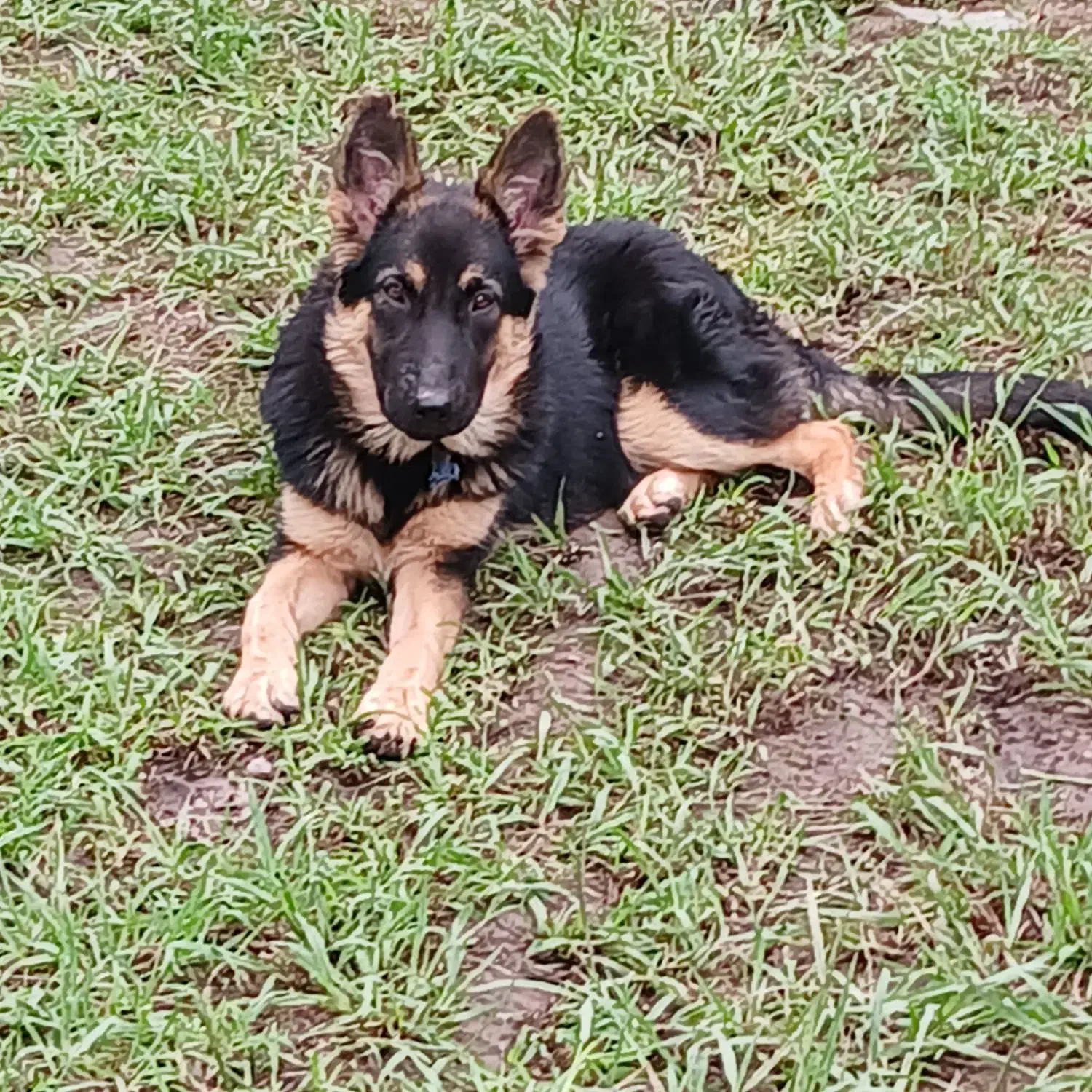 ژرمن نر و ماده ۴ ماهه|سگ|سنگر, |دیوار