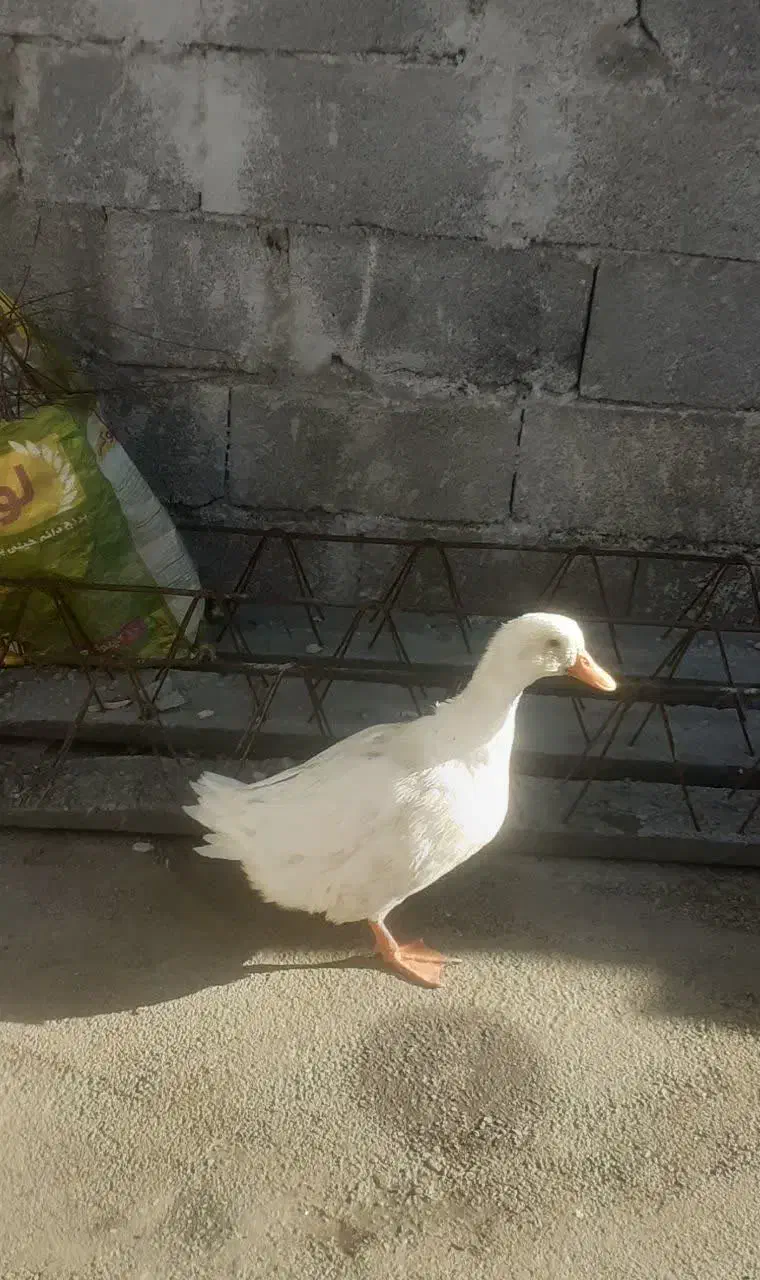 ارک سرحال|حیوانات مزرعه|سی‌سخت, |دیوار