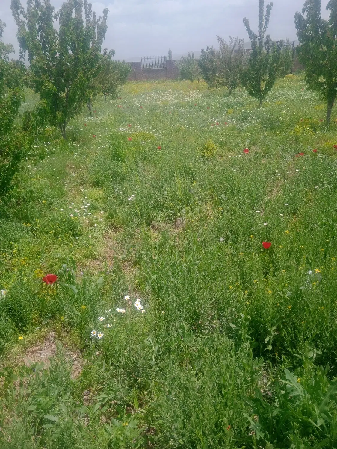 علف|خدمات باغبانی و درختکاری|بوکان, |دیوار